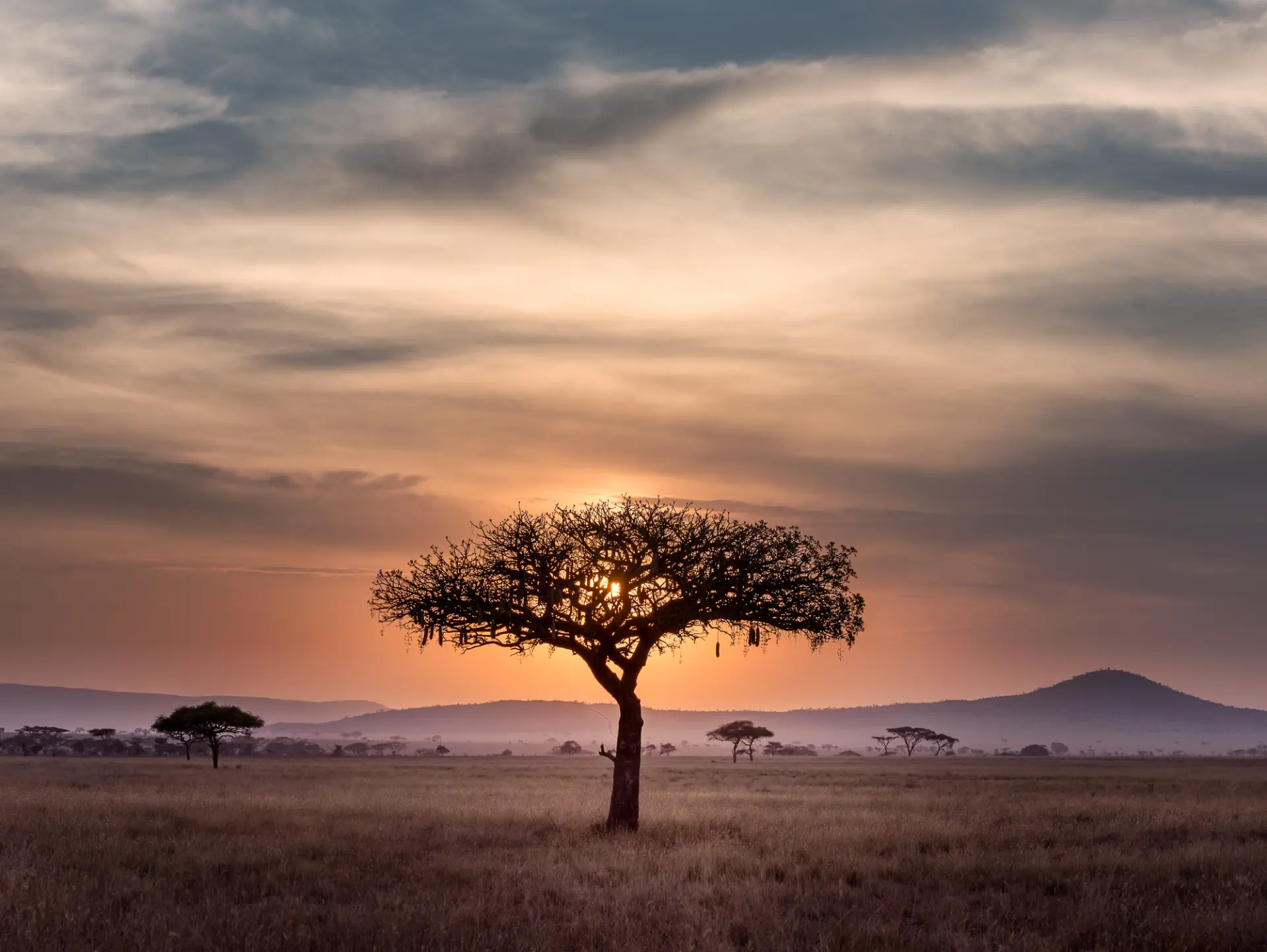 Savana africana ao entardecer